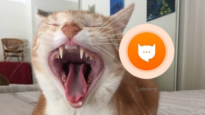 Ứng dụng hiện đã có 17 triệu lượt tải xuống, 250 triệu lượt ghi âm tiếng mèo kêu. Ảnh: thegioididong.com