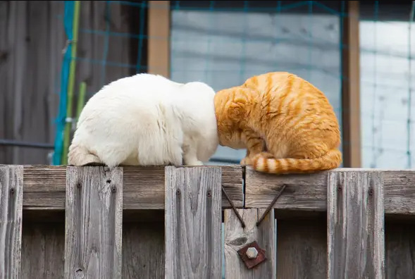 Hình ảnh hai con mèo va vào nhau trên hàng rào được chụp bởi nhiếp ảnh gia Kenichi Morinaga ở Nhật Bản đã giành giải nhất của cuộc thi. Ảnh: Kenichi Morinaga