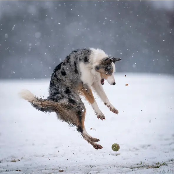 Bức ảnh chú chó Star đang chơi bóng trong tuyết của nhiếp ảnh gia Christopher Johnson.