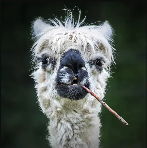 Nhiếp ảnh gia Stefan Brusius từ Đức đạt giải với bức ảnh chụp một con lạc đà với vẻ mặt ngơ ngác hài hước.