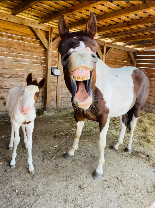 Nhiếp ảnh gia Radim Filipek đã giành chiến thắng ở hạng mục ngựa với bức ảnh dường như được chụp một cách vội vàng khiến con ngựa cái và chú ngựa con 2 ngày tuổi tên là Monty chưa hiểu chuyện gì đang xảy ra.