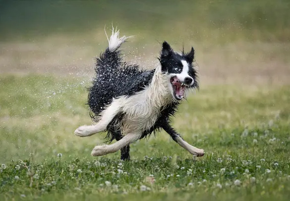Bức ảnh chụp chú chó cứu hộ Nilo của nhiếp ảnh gia Jose Bayon đã giành chiến thắng trong hạng mục chó của cuộc thi. Nilo là một chú chó con được nhận nuôi khi được 10 tháng tuổi. Nó bị ô tô đâm và gần như không thể cứu sống. Sau khi bình phục, Nilo mới được chạy nhảy và thỏa thích vui đùa dưới nước.
