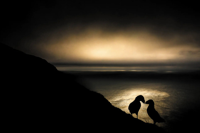 Phút giây tình cảm của hải âu cổ rụt Đại Tây Dương. Ảnh: The Guardian