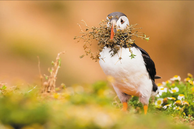 Chú chim hải âu cổ rụt đang mang vật liệu về làm tổ. Ảnh: The Guardian.