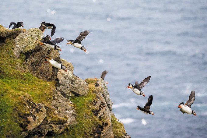 Một đàn chim hải âu cổ rụt đang bay xuống từ vách đá. Ảnh: The Guardian.
