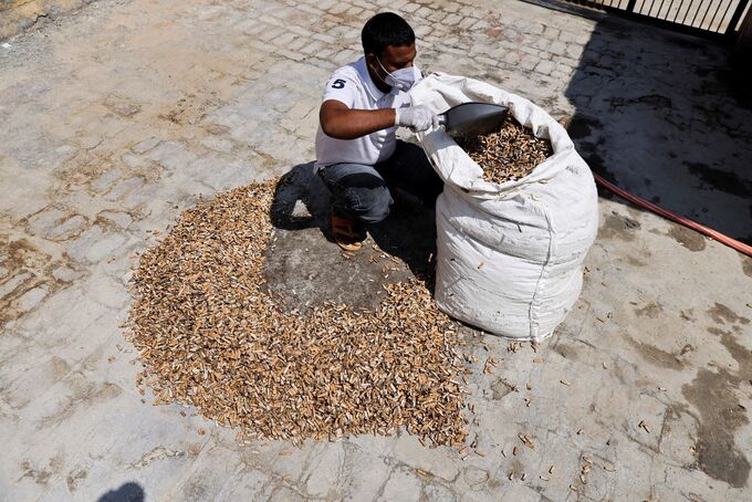 Một công nhân đang xúc đầu lọc thuốc lá. Ảnh: Anushree Fadnavis