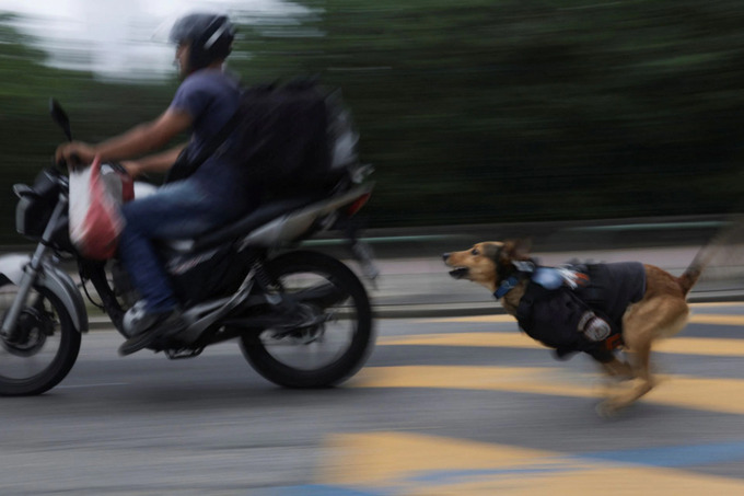 Chú chó chạy đi tuần tra bên cạnh xe máy của cảnh sát viên. Ảnh: Ricardo Moraes