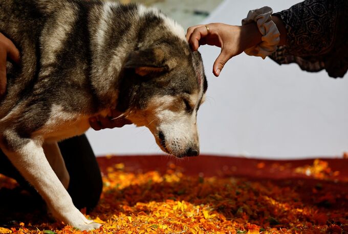 Những chú chó được đánh dấu đỏ lên trán để cảm ơn về lòng trung thành với con người. Ảnh: Navesh Chitrakar