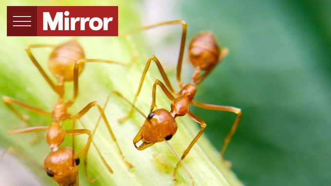 Loài kiến nhỏ này chỉ có kích thước 1,5mm. Ảnh: Mirror