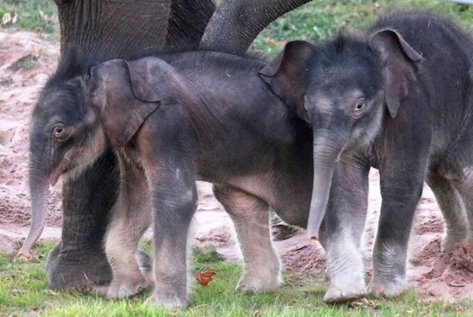Sở thú ở New York đón thành công ca sinh đôi voi đầu tiên. Ảnh: UPI.
