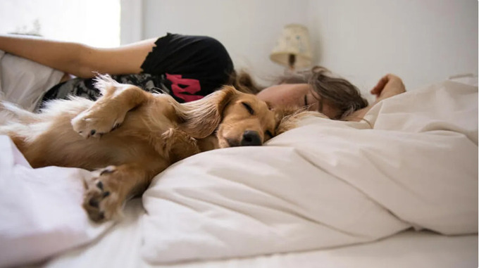 Có nên ngủ cùng thú cưng? Ảnh: Allison Michael Orenstein/Stone/Getty Images