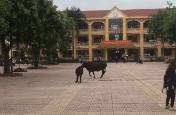 Hai chú bò 'giao chiến' ngay trong sân trường khiến học sinh sợ hãi hú hét. (Ảnh cắt từ clip)
