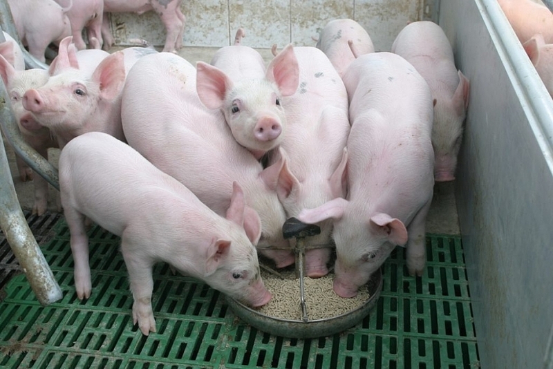 Giá lợn hơi hôm nay 3/3/2022, tiếp theo diễn biến bất lợi cho người chăn nuôi, giá heo hơi hôm nay tiếp tục giảm cả 3 miền, hiện heo xuất chuồng có giá thấp hơn 25.000 đồng/kg so cùng kỳ năm ngoái.
