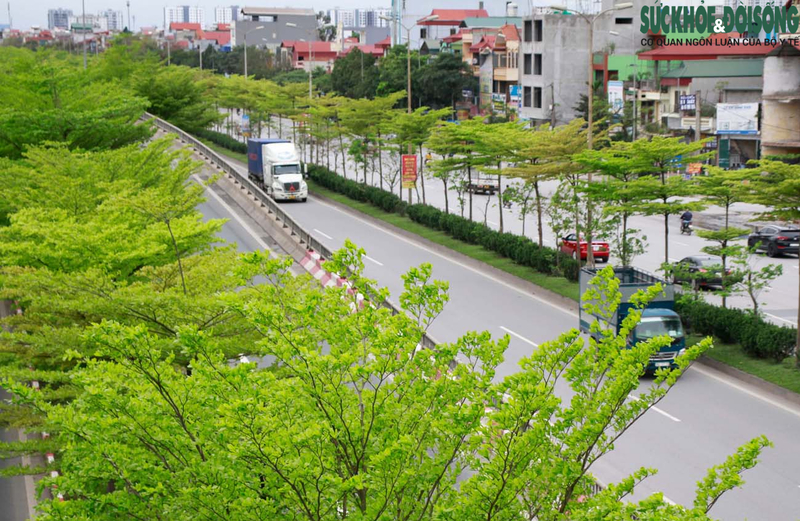 Hà Nội cũng từng thay loại cây đô thị này cho cây phong lá đỏ từng trồng thử nghiệm trên đường Trần Duy Hưng.