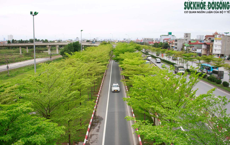 Con đường trở nên xanh mướt nhờ loài cây đô thị này.