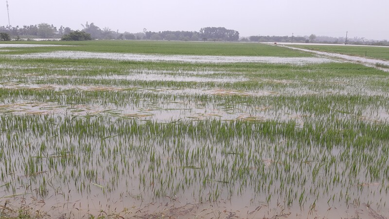 Ở Thừa Thiên Huế, diện tích lúa vụ Đông Xuân 2021-2022 bị ngập úng khoảng 15.185 ha.