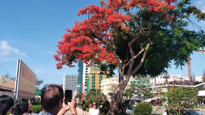 Cây phượng ở đường Thùy Vân, TP Vũng Tàu.