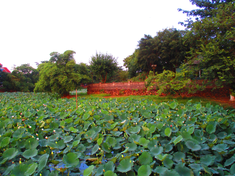 Hoa sen được trồng tại hồ Tịnh Tâm. Ảnh tư liệu