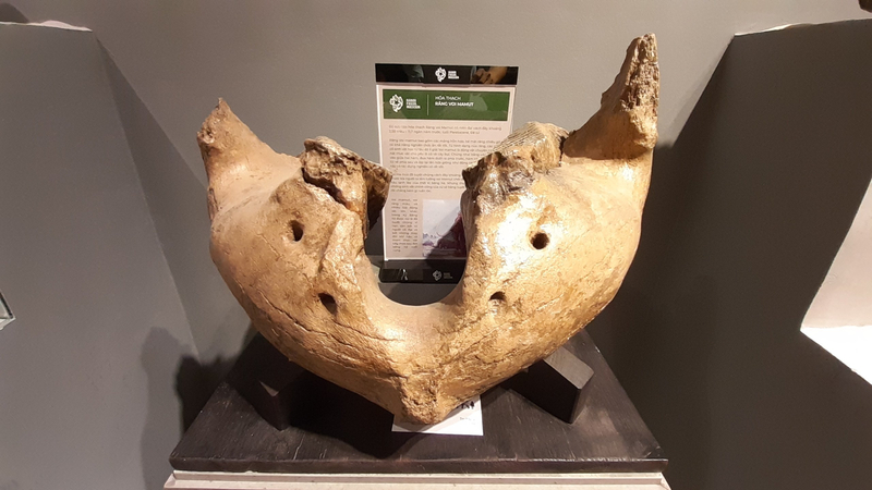 Hóa thạch răng voi Mamut