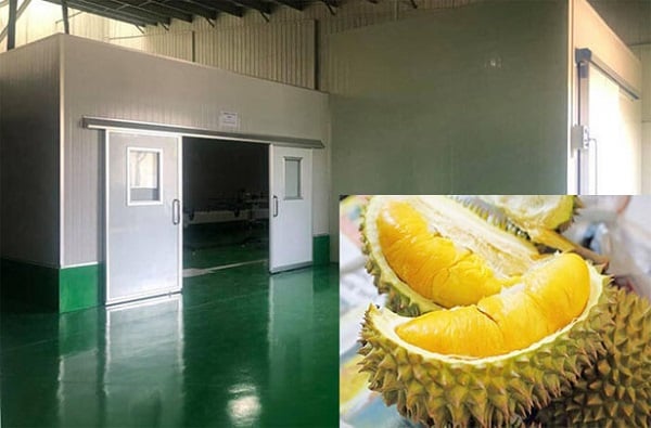 Theo ông Đặng Phúc Nguyên – Tổng thư ký Vinafruit, nuồn cung ni-tơ lỏng hiện nay và sắp tới sẽ là vấn đề lớn khi Việt Nam mở rộng sản lượng XK sầu riêng đi Trung Quốc cũng như các nước khác.