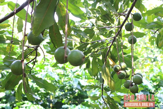 Quả Mắc ca xanh ở xã Mường Chiên, huyện Quỳnh Nhai chuẩn bị cho thu hoạch.