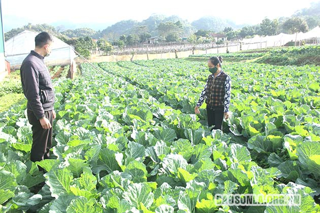Mô hình trồng rau hữu cơ tại HTX rau an toàn bản Tự Nhiên, xã Đông Sang, huyện Mộc Châu.