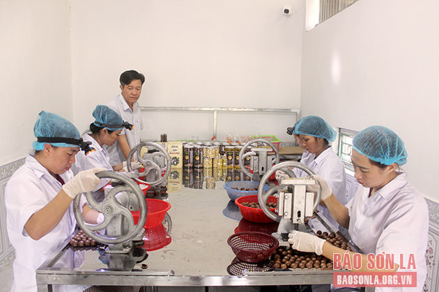Công ty cổ phần Liên Việt Sơn La chế biến sản phẩm mắc ca.