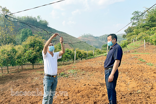 Phá bỏ diện tích trồng chanh leo bị virut ở bản Lạn, xã Chiềng Lương, huyện Mai Sơn.