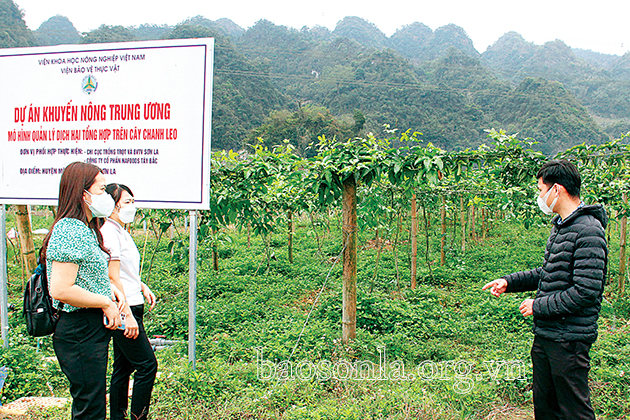 Mô hình quản lý dịch hại tổng hợp trên cây chanh leo tại tiểu khu Bó Bun, thị trấn Nông trường Mộc Châu.