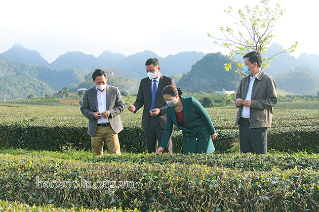 Các đồng chí lãnh đạo tỉnh tham quan vùng chè ứng dụng công nghệ cao Vinatea Mộc Châu.