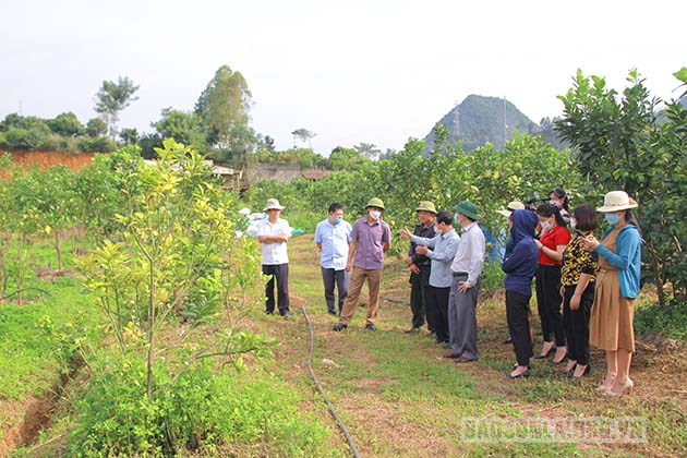 Đoàn công tác của Sở Khoa học và Công nghệ khảo sát mô hình trồng cây ăn quả hữu cơ tại huyện Thuận Châu.