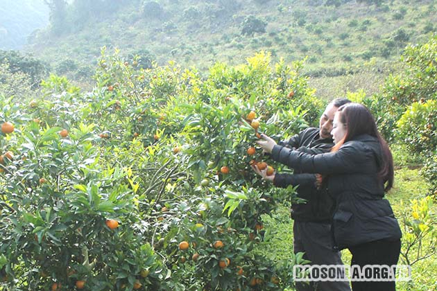 Mô hình trồng cam hữu cơ ở HTX Hưng Thịnh, xã Muổi Nọi, huyện Thuận Châu.