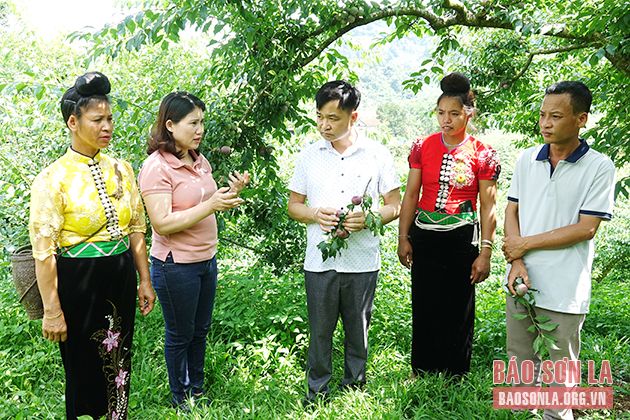 Lãnh đạo huyện Yên Châu thăm quan mô hình trồng mận hữu cơ của nông dân xã Phiêng Khoài.