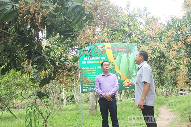 Vùng trồng xoài theo hướng hữu cơ ở HTX Nông nghiệp an toàn Chiềng Hặc, huyện Yên Châu.