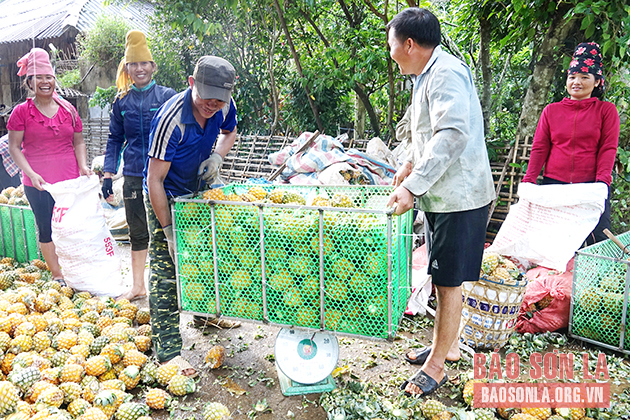 Trung tâm chế biến rau, quả Doveco Sơn La thu mua dứa cho người dân. 