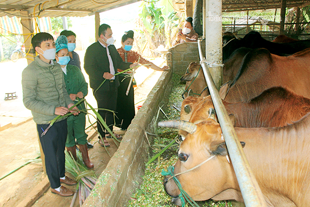 Mô hình nuôi gia súc nhốt chuồng của hộ dân xã Yên Sơn, huyện Yên Châu.