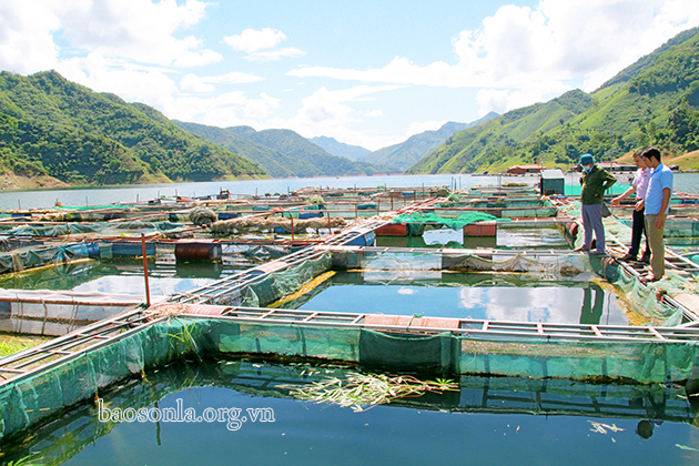 Mô hình nuôi cá lồng trên lòng hồ thủy điện Sơn La của HTX thủy sản Ban Xa, xã Liệp Tè, Thuận Châu.