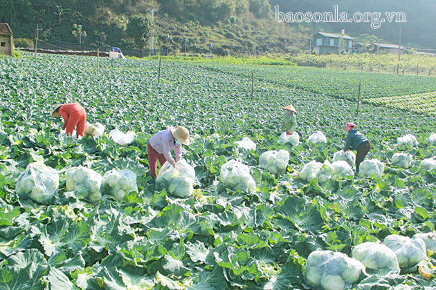 HTX rau an toàn bản Tự Nhiên, xã Đông Sang, huyện Mộc Châu trồng rau hữu cơ.