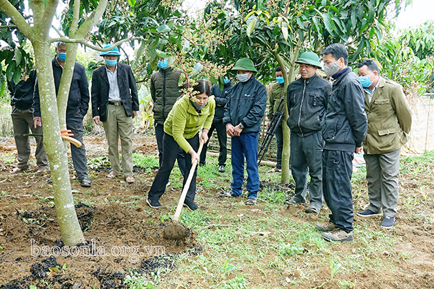   Tập huấn cho nông dân xã Chiềng Mung, Mai Sơn kỹ thuật trồng xoài theo hướng hữu cơ.