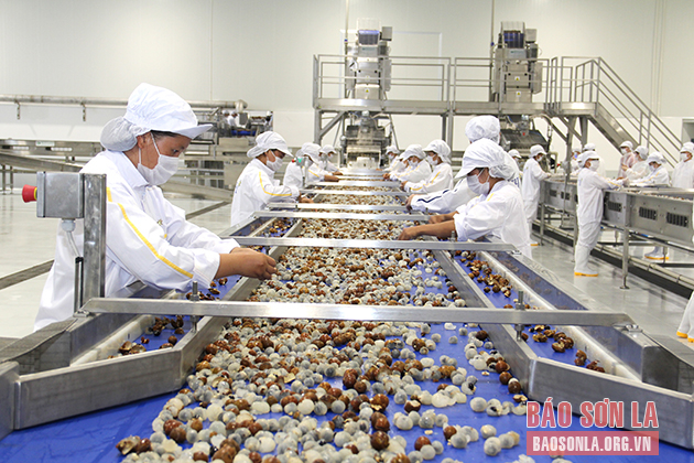 Dây chuyền chế biến nhãn của Nhà máy chế biến hoa quả tươi và thảo dược Vân Hồ.
