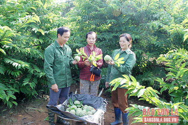 Thành viên HTX dịch vụ nông nghiệp Thanh Sơn, huyện Mai Sơn thu hoạch na.