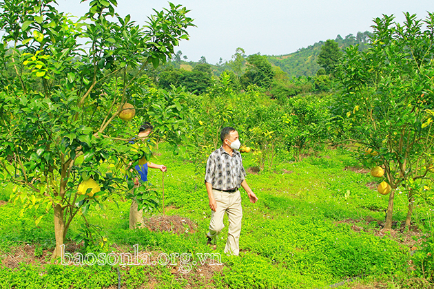 Diện tích trồng cây ăn quả theo hướng hữu cơ của Công ty cổ phần Nông sản sạch Sơn La tại huyện Thuận Châu.