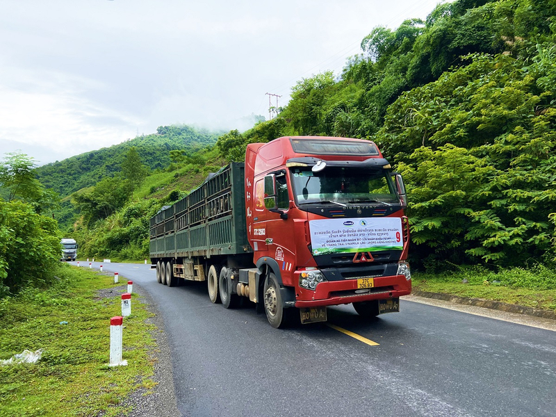 Thời tiết mát mẻ góp phần giúp cho đàn bò cảm thấy thoải mái hơn trên các cung đường di chuyển về trang trại Lao-Jagro