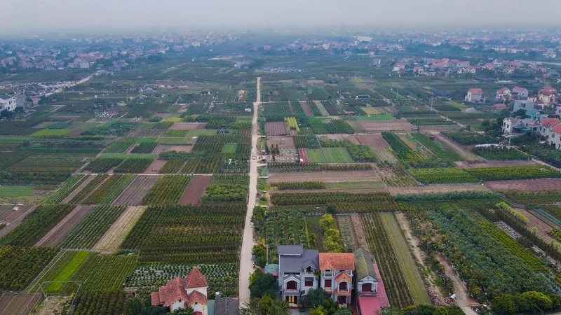 Huyện Văn Giang hiện có hơn 1.300 ha trồng hoa, cây cảnh, cây ăn quả các loại, là vùng trồng cây cảnh có tiếng của miền Bắc. Hàng năm, nơi đây cung cấp một lượng lớn cây cảnh tết cho các tỉnh, thành lân cận như Hải Phòng, Quảng Ninh, Thanh Hóa…