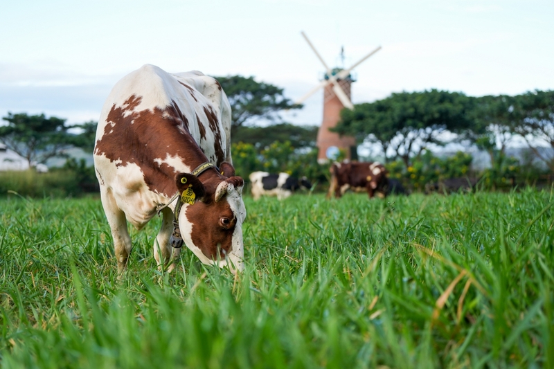 Đàn bò sữa tại trang trại Organic được chăm sóc đặc biệt theo tiêu chuẩn hữu cơ Châu Âu