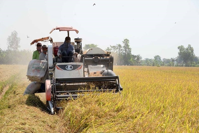 Nhiều quốc gia đang nỗ lực tăng lượng gao dự trước bối cảnh giá gạo toàn cầu ngày càng gia tăng (ảnh minh họa).