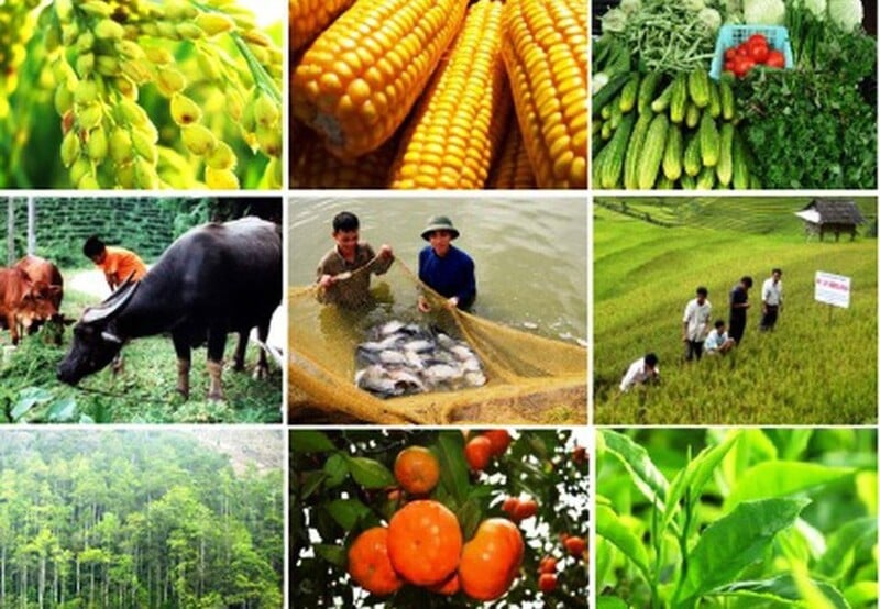 Thái Nguyên có 37 mặt hàng được công nhận 'Sản phẩm nông nghiệp tiêu biểu' cấp tỉnh (ảnh minh họa).