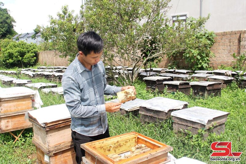 Sản phẩm mật ong bánh tổ của Công ty TNHH Mật ong Vân Hồ được công nhận sản phẩm OCOP 3 sao