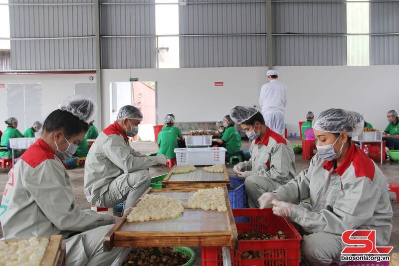 Cơ sở chế biến long nhãn xuất khẩu của Công ty cổ phần xuất nhập khẩu hoa quả Sơn La, phường Chiềng Sinh, Thành phố.
