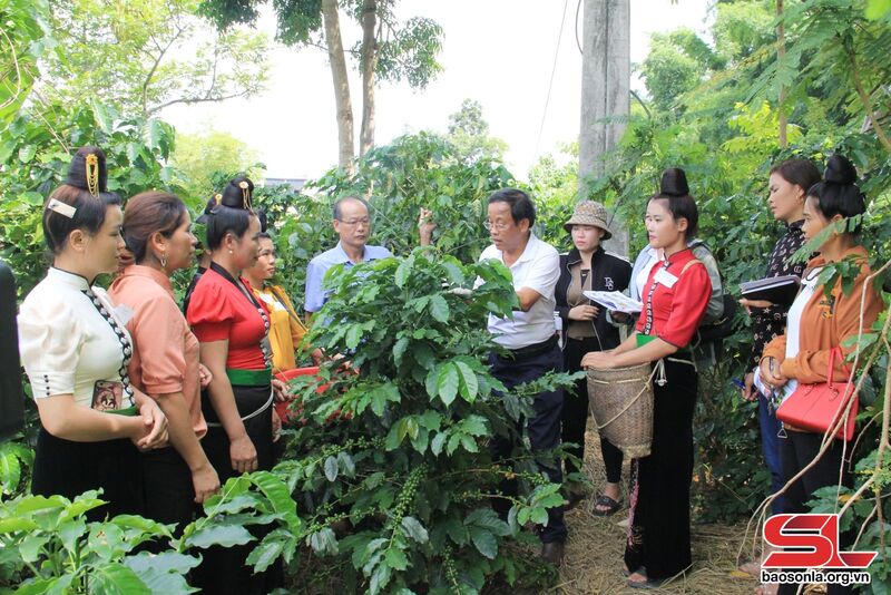 Hội cà phê Sơn La phối hợp với các đơn vị hướng dẫn kỹ thuật chăm sóc cà phê cho nông dân xã Chiềng Ban, huyện Mai Sơn. Ảnh: PV